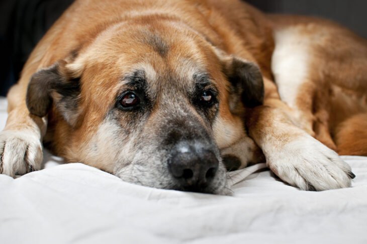 How to Care for Your Senior Dog