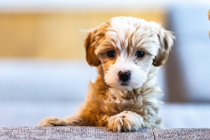 What to Do Before Bringing Home Your New Puppy